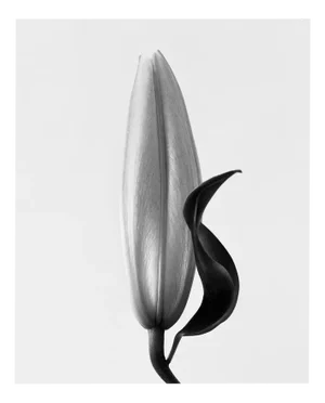 Lily no.2 Black and White Analogue Floral Photography Edition of 10 2023
