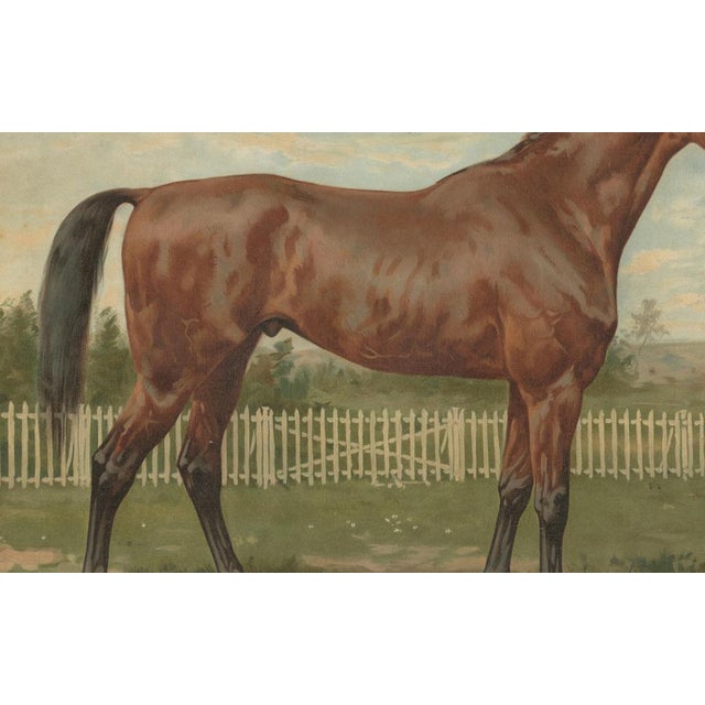 After Eerelman, Thoroughbred Horse Portrait, Pur Sang, Lithograph, 1898 For Sale - Image 9 of 10