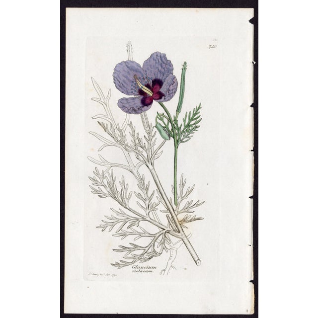 Offered here is an original antique botanical print from the celebrated English Botany series, featuring the distinctive...