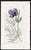 Offered here is an original antique botanical print from the celebrated English Botany series, featuring the distinctive...