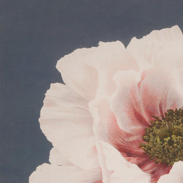 Ogawa Kazumasa botanical art print reproduction, Meiji-era Japanese flower illustration, 18" × 18" archival...