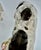 Staffordshire Flower Basket Spaniel Dogs, Pair, Black and White England 19th Century For Sale - Image 15 of 17
