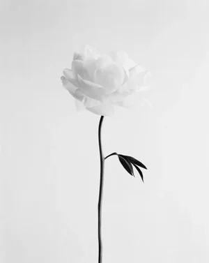 Ugne Pouwell, Peony No.13, 2025, Photo Paper, Edition 20