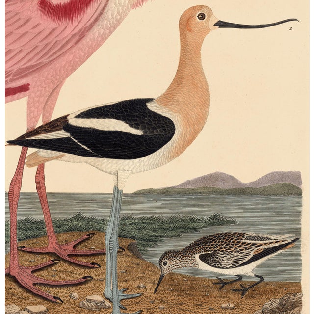 Early American Poster, Spoonbill and Shore Birds For Sale - Image 4 of 8