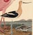 Early American Poster, Spoonbill and Shore Birds For Sale - Image 4 of 8