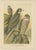 Birds of Prey, Eagles & Falcons, 1890s, Chromolithographs, Set of 10 For Sale - Image 6 of 13