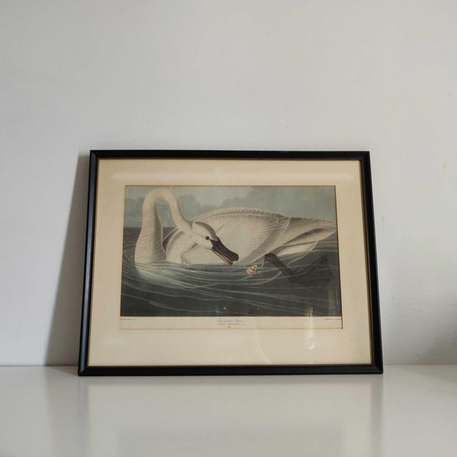 John James Audubon Art Print - Trumpeter Swan For Sale In Lexington, KY - Image 6 of 10