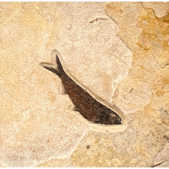 Contemporary Fossil Fish Mural 9433am For Sale - Image 3 of 5