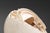 Shell Sculpture with Orange Core, 1970s, Ceramic For Sale - Image 15 of 17