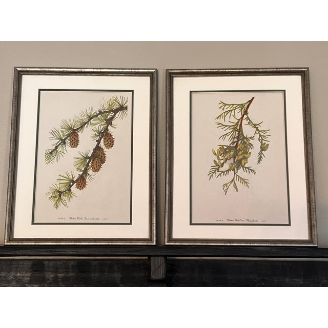 This beautiful set of 2 antique silver finished wood framed original vintage botanical prints were published in 1963....