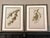 This beautiful set of 2 antique silver finished wood framed original vintage botanical prints were published in 1963....