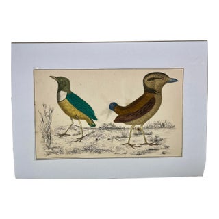 Antique Hand Colored Bird Print From England Featuring a Macklot’s Breve & Giant Breve Birds - Circa 1870 For Sale