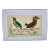 Antique Hand Colored Bird Print From England Featuring a Macklot’s Breve & Giant Breve Birds - Circa 1870 For Sale