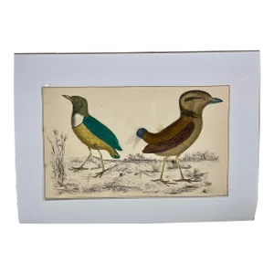 Antique Hand Colored Bird Print From England Featuring a Macklot’s Breve & Giant Breve Birds - Circa 1870
