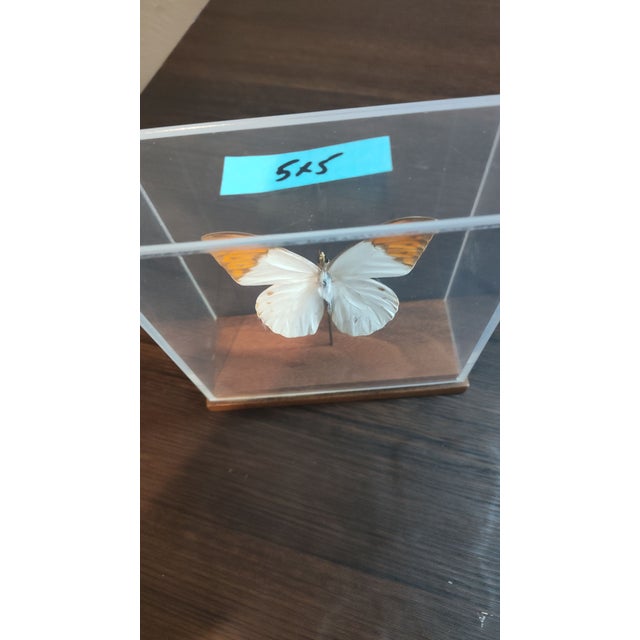 2020s Great Orange Tip Butterfly (Hebomoia Glaucippe) in Shadow Box For Sale - Image 5 of 7