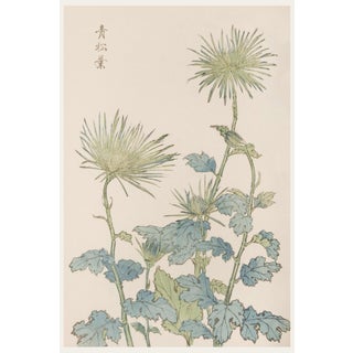 Two Wildflowers by Hasegawa, Vintage Japanese Botanical Art Print, 8" X 12" For Sale