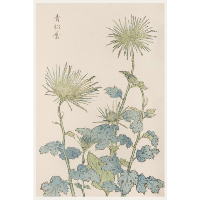Two Wildflowers by Hasegawa, Vintage Japanese Botanical Art Print, 8" X 12" For Sale