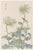 Two Wildflowers by Hasegawa, Vintage Japanese Botanical Art Print, 8" X 12" For Sale