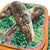 Ceramic George Jones Majolica Sardine Box on Pink Ground, English, English, Ca. 1870 For Sale - Image 7 of 18