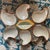Vintage French Majolica Oyster Plates from Vallauris, 1950s, Set of 4 For Sale - Image 6 of 10