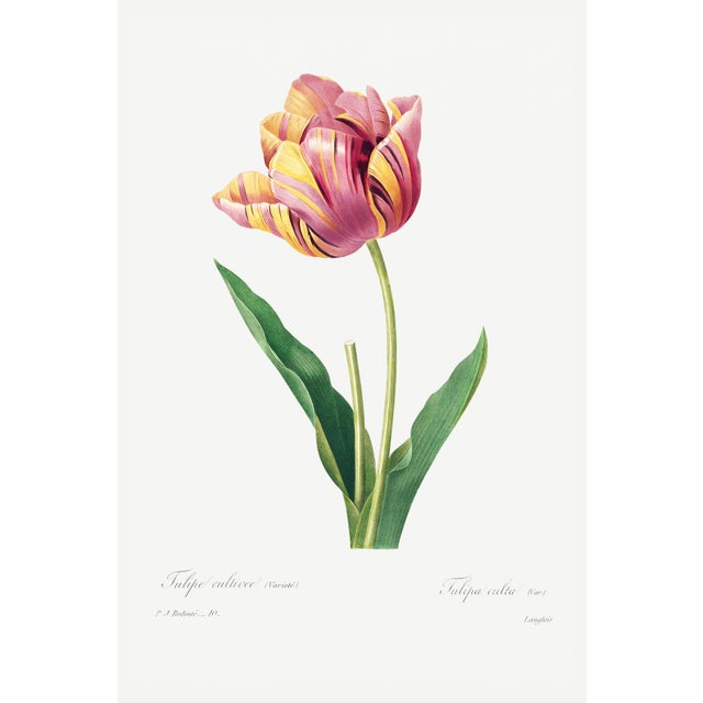 Tulip by Pierre-Joseph Redouté, Vintage Botanical Art Print, 20" X 30" For Sale