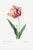 Tulip by Pierre-Joseph Redouté, Vintage Botanical Art Print, 20" X 30" For Sale
