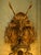 Late 20c French Louis XVI Gilt Bronze Sconces Wall Lamps - Pair For Sale - Image 9 of 16