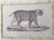 John-Richard John-Richard Framed Nature Prints of a Tiger & Wildcat Pair Faux Tortoiseshell Wood 16x12.5 For Sale - Image 4 of 15