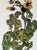 Modern Egon Schiele, Sunflowers, 1917, Print For Sale - Image 3 of 13