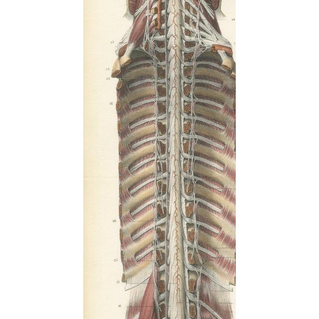 Hirschfeld and Leveille, Brain and Spinal Cord with the Spinal Nerves, 1866, Paper For Sale - Image 4 of 12