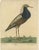 E. Albin, Male Ruff Wading Bird, 1738, Paper For Sale - Image 5 of 6