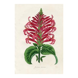 1836, Giant Red Justitia Botanical Print From Joseph Paxton, Antique Hand-Colored Lithograph, England For Sale