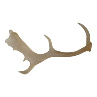Faux Translucent Amber Deer Antler For Sale