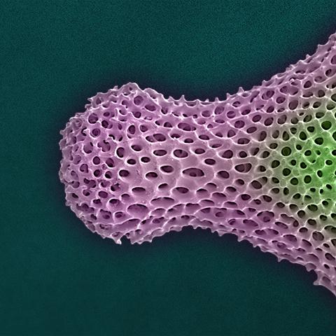 “Fidget” Radiolarian Digital Painting by Modernist Andrew Leonard For Sale - Image 4 of 5