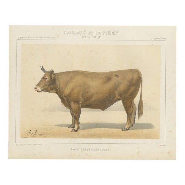 Borie, Bresse Ox, French Cattle Breed, 1863, Chromolithograph For Sale