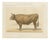 Borie, Bresse Ox, French Cattle Breed, 1863, Chromolithograph For Sale