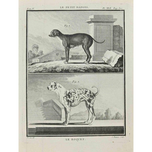 Le Roquet is an etching realized by Jean Charles Baquoy in 1771. The artwork Belongs to the suite "Natural, general and...