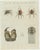 Set of two original antique prints of various insects including spiders, mites and others. These prints originate from...