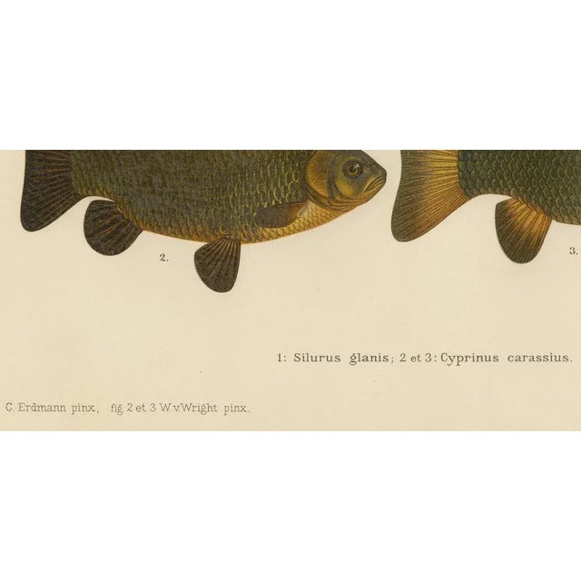 Scandinavian Freshwater Fish, 1895, Paper For Sale - Image 3 of 10