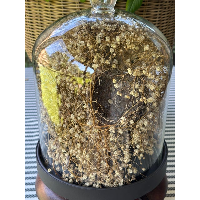 Cabinet of Curiosities Glass Cloche With Bird’s Nest Wrapped in Dried Gypsophila on Decorative Asian Wooden Stand For Sale - Image 11 of 15