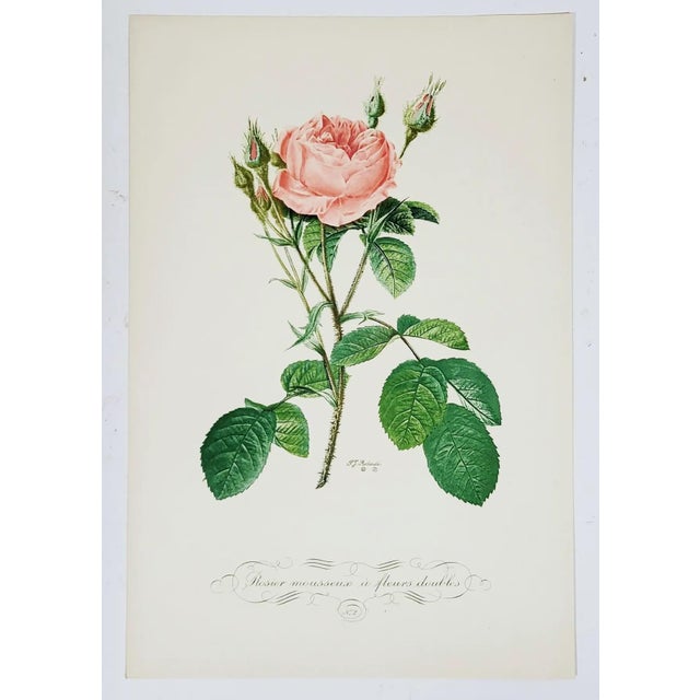 Vintage French Portfolio Set of 14 Etching Plates Botanical Floral Engravings - Paris For Sale In New York - Image 6 of 12