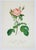 Vintage French Portfolio Set of 14 Etching Plates Botanical Floral Engravings - Paris For Sale In New York - Image 6 of 12