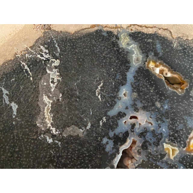 Andrianna Shamaris Rare Palm Petrified Wood Slab For Sale - Image 11 of 18