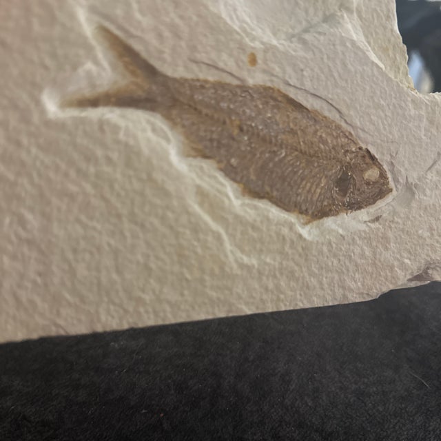 American Fossilized Knightia Eocaena From the Green River Formation With Coa and Stand For Sale - Image 3 of 5