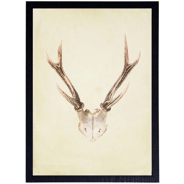 Illustration Vertical Antlers - 17" X 23" For Sale - Image 3 of 3