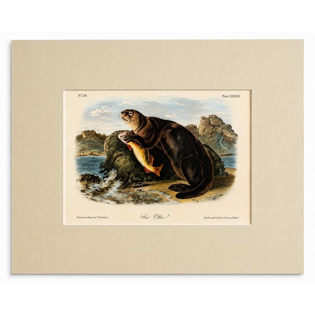 Original 1st edition lithograph entitled "Sea Otter" (No. 28, Plate CXXXVII) from John James Audubon’s celebrated...