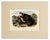 Original 1st edition lithograph entitled "Sea Otter" (No. 28, Plate CXXXVII) from John James Audubon’s celebrated...