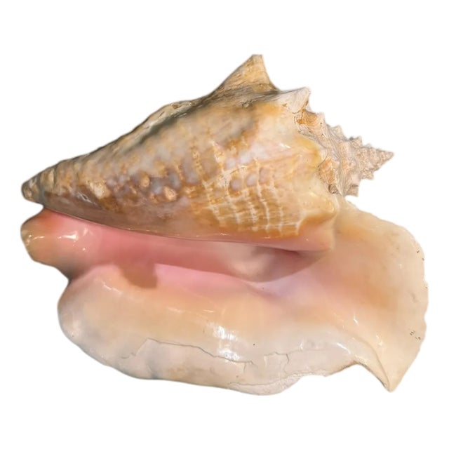 Large Natural Conch Seashell For Sale