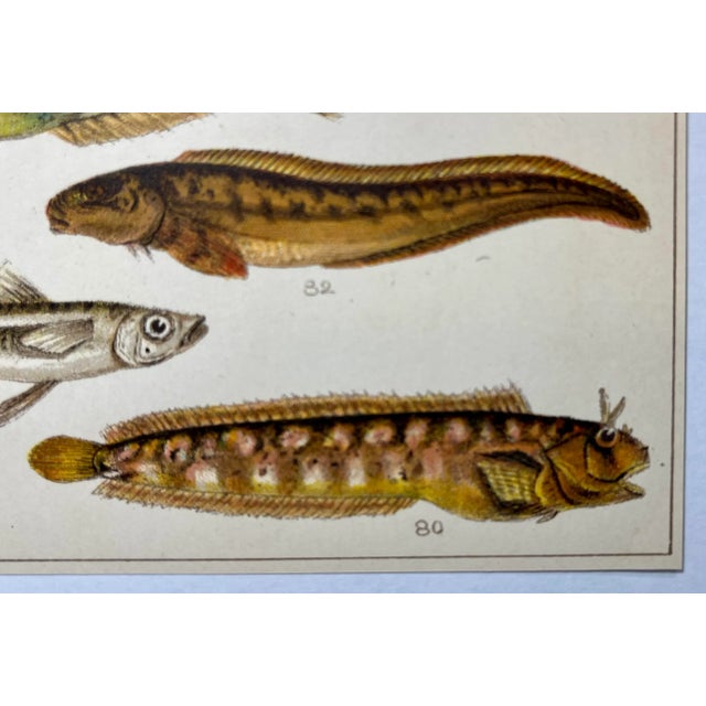 Plastic Antique Fish Print From England Featuring Catfish, Tompot, Shanny and Varieties of Blenny & Atherine Fish - Circa 1902 For Sale - Image 7 of 12