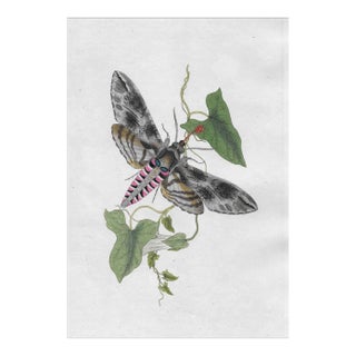 1802 Hawk Moth Hand Colored Engraving For Sale